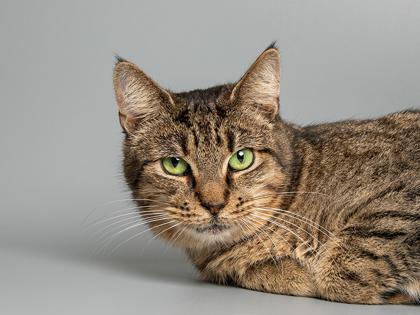 Enlarge Princess, a Adoptable mixed breed in Longmont, CO image 2/3