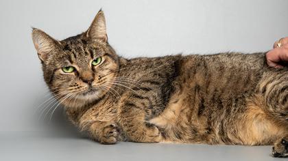 Enlarge Princess, a Adoptable mixed breed in Longmont, CO image 3/3