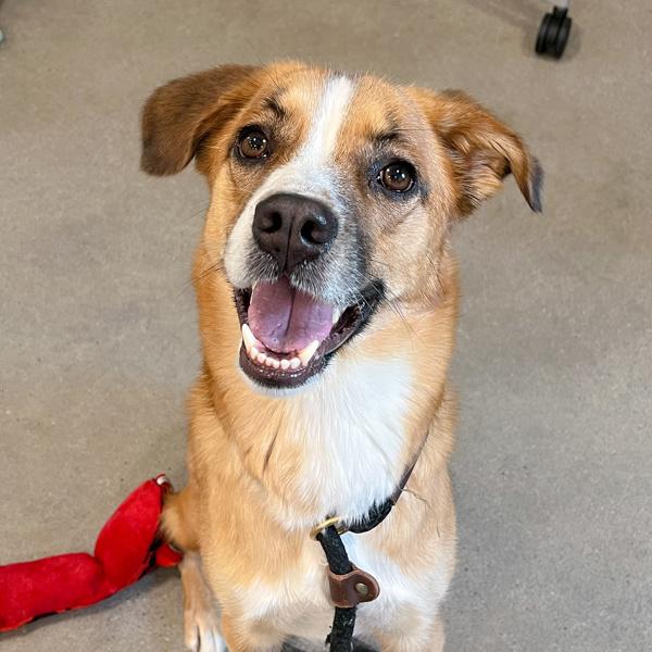 Enlarge June, a Adoptable mixed breed in Des Moines, IA image 1/2