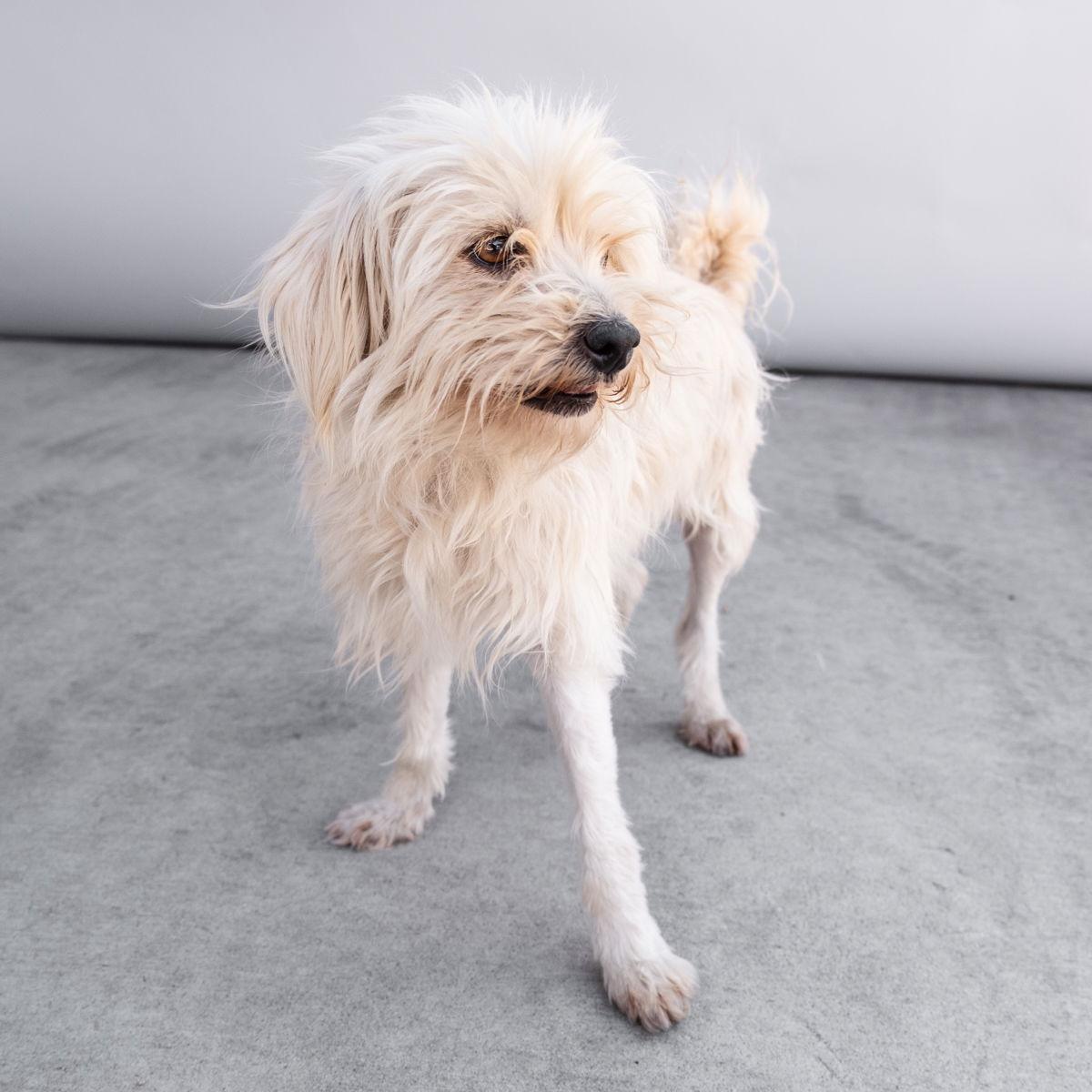 FLUFFY, Adoptable, Adult Female Terrier & Maltese.