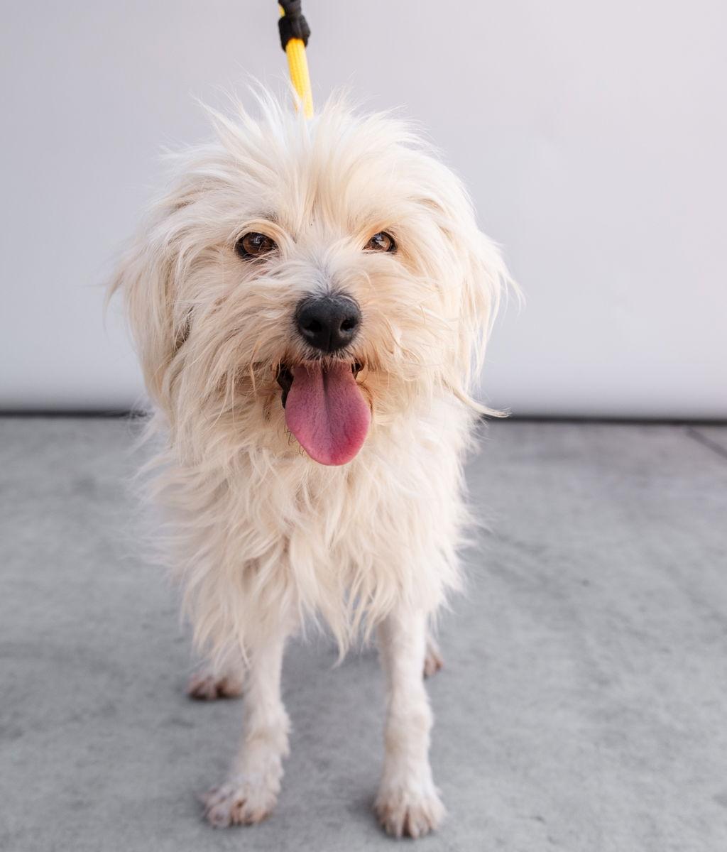 FLUFFY, a Adoptable mixed breed in Pasadena, CA image 2/2