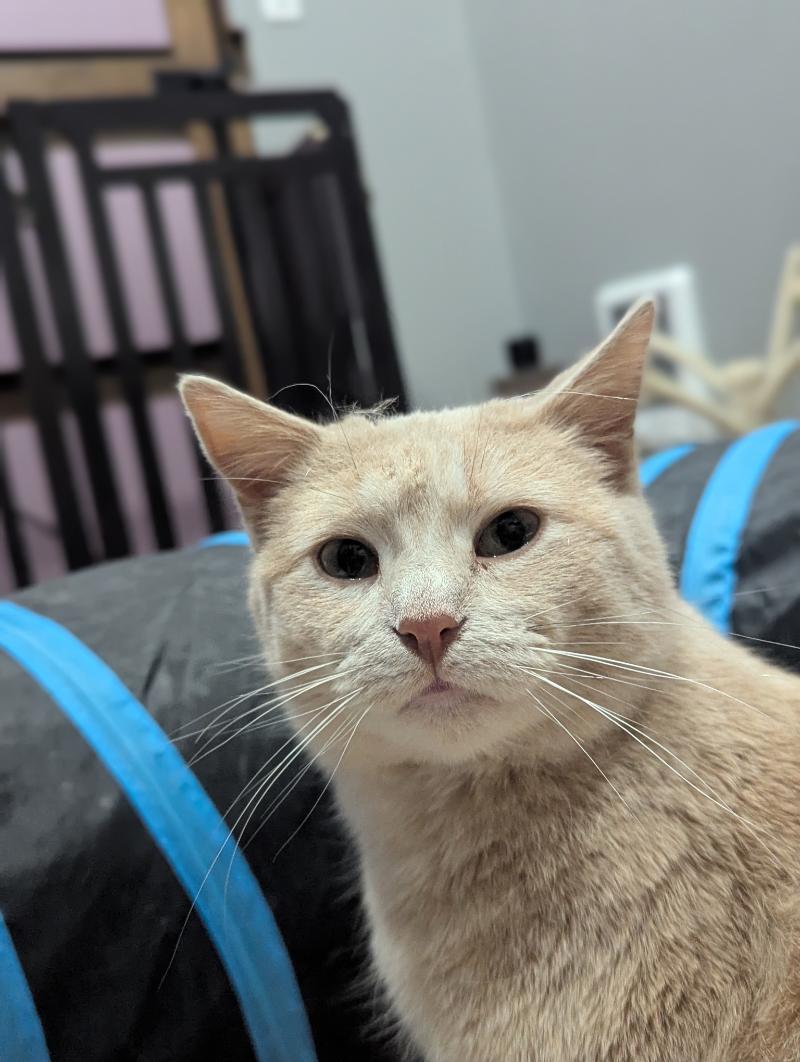 Croissant, a Adoptable Domestic Short Hair in Waverly, IA image 4/6