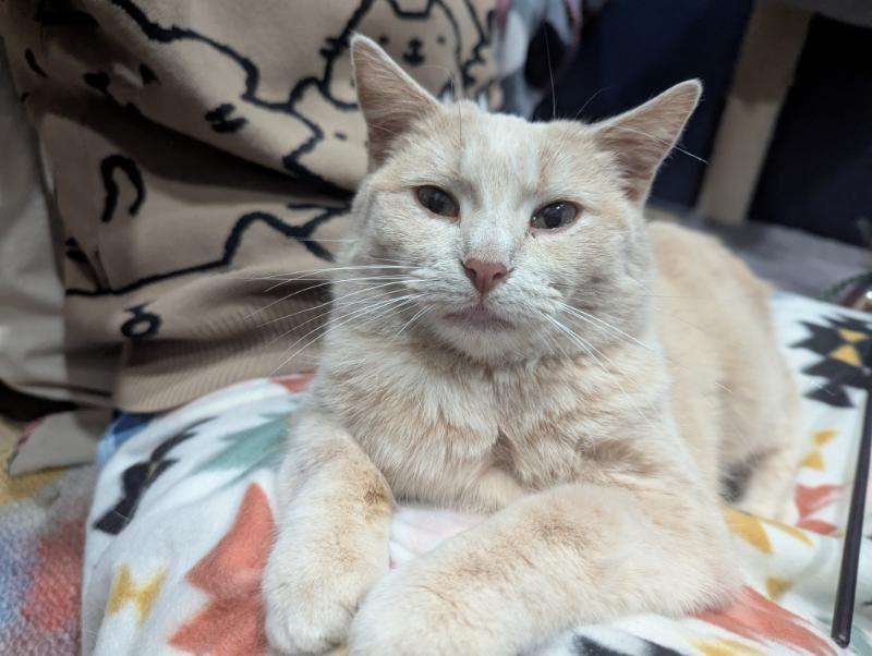 Croissant, a Adoptable Domestic Short Hair in Waverly, IA image 3/6