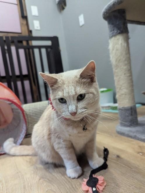 Croissant **VALENTINE SPECIAL** — thumbnail 3