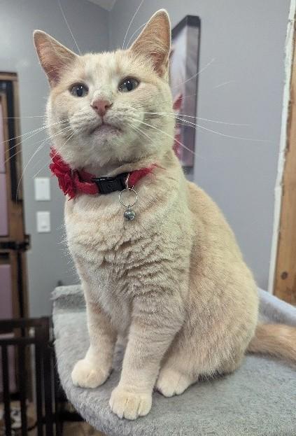 Croissant, a Adoptable Domestic Short Hair in Waverly, IA image 1/6