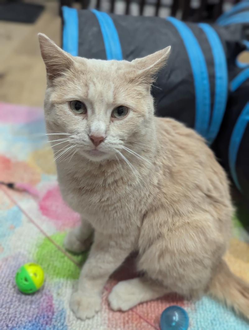 Croissant, a Adoptable Domestic Short Hair in Waverly, IA image 5/6