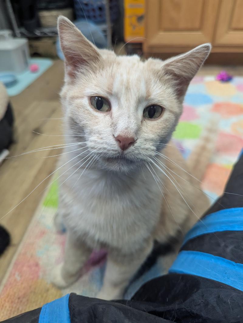 Croissant, a Adoptable Domestic Short Hair in Waverly, IA image 2/6