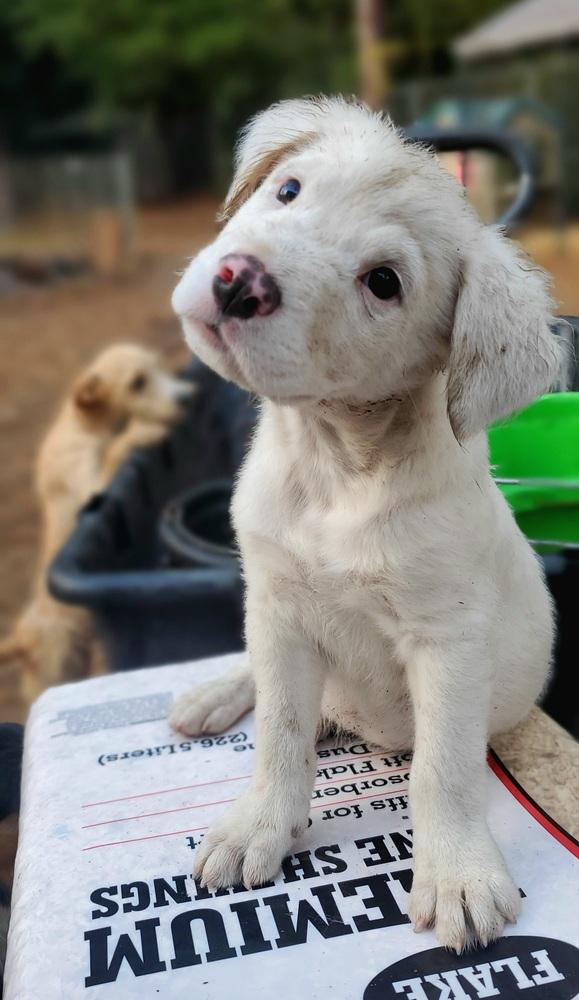 Carl, Adopted, Puppy Male Mixed Breed.