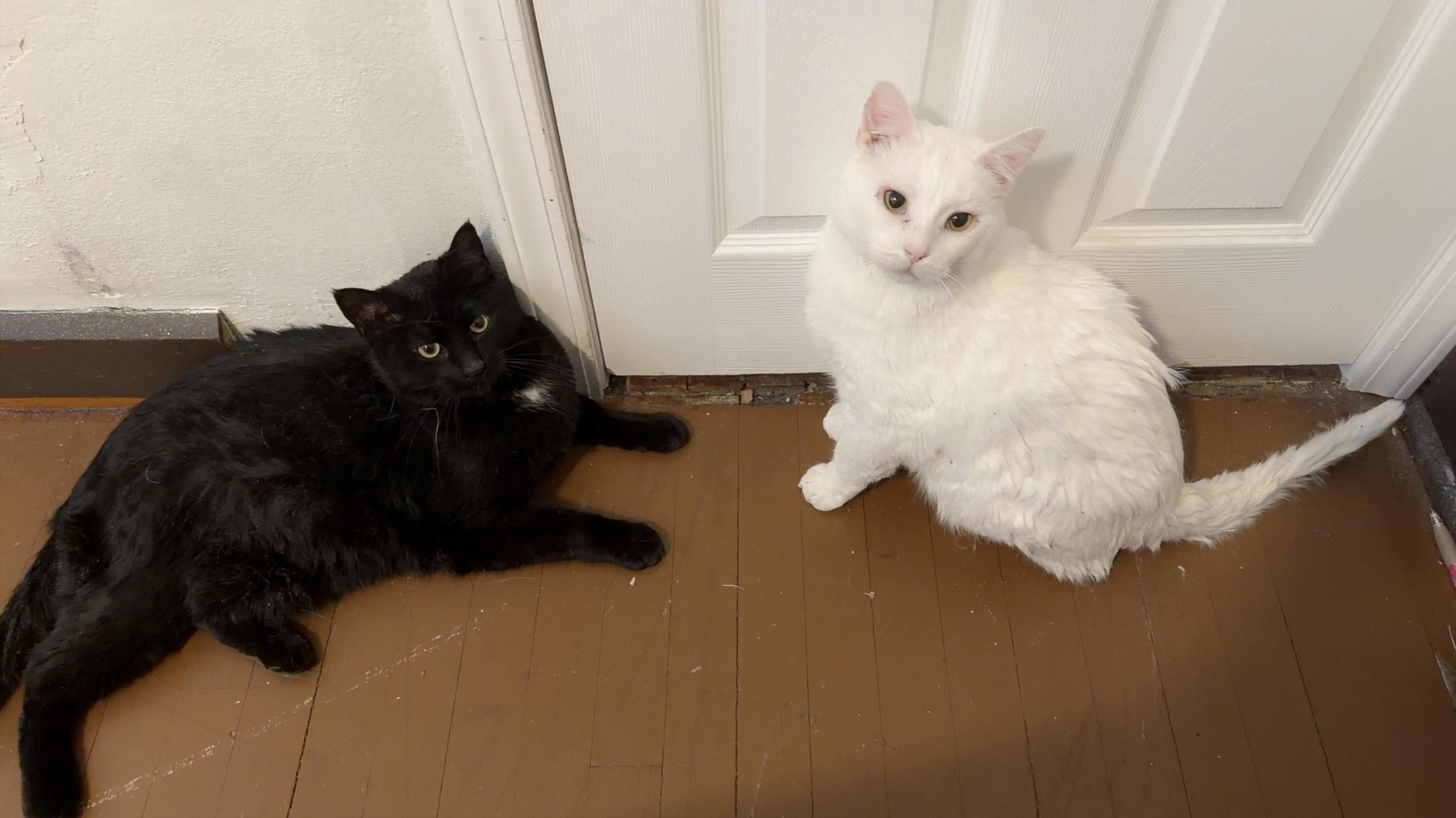 Enlarge Salem, an adopted Domestic Short Hair in Sedalia, MO image 3/3