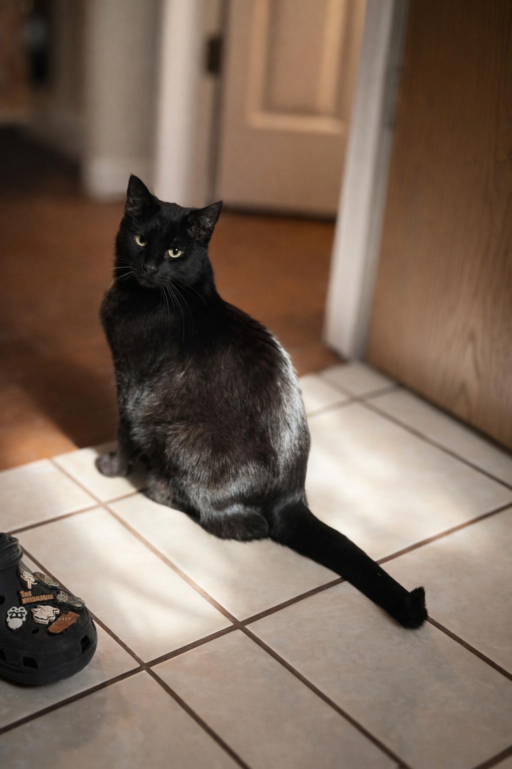 Enlarge Salem, an adopted Domestic Short Hair in Sedalia, MO image 1/3