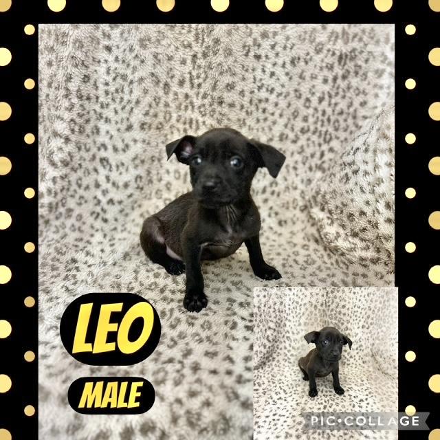 Leo