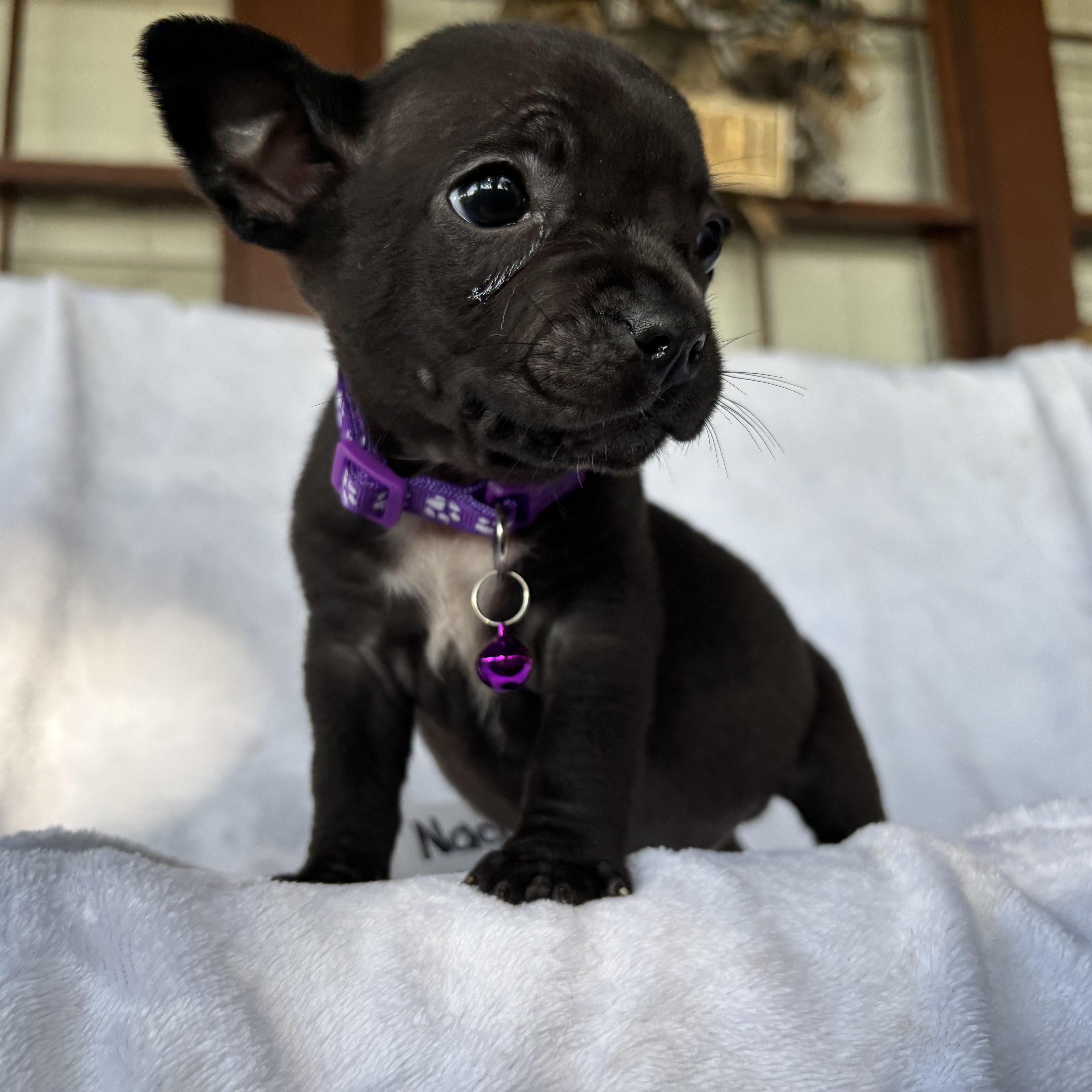 Enlarge Nacho, an adopted mixed breed in Houston, TX image 1/3