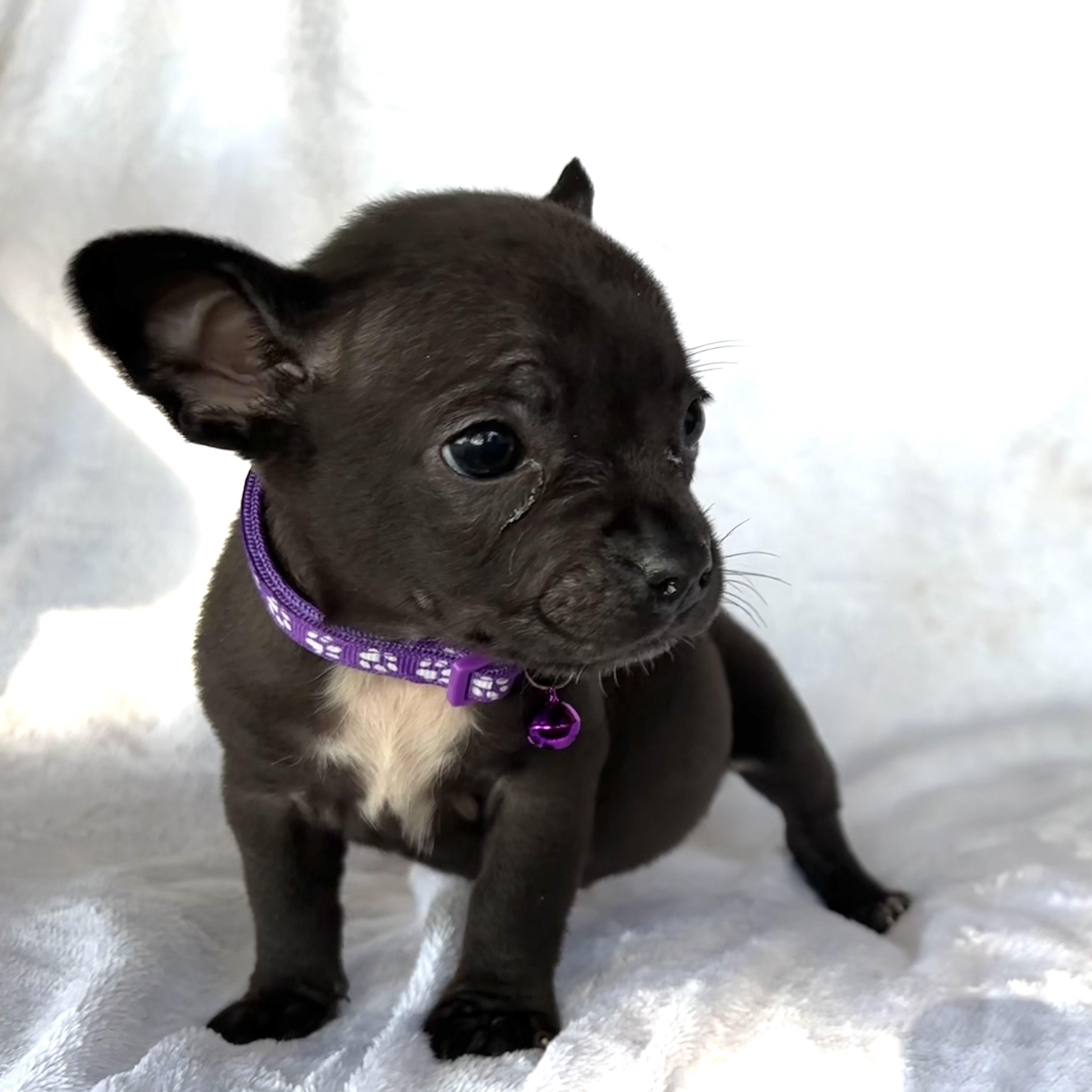 Enlarge Nacho, an adopted mixed breed in Houston, TX image 3/3