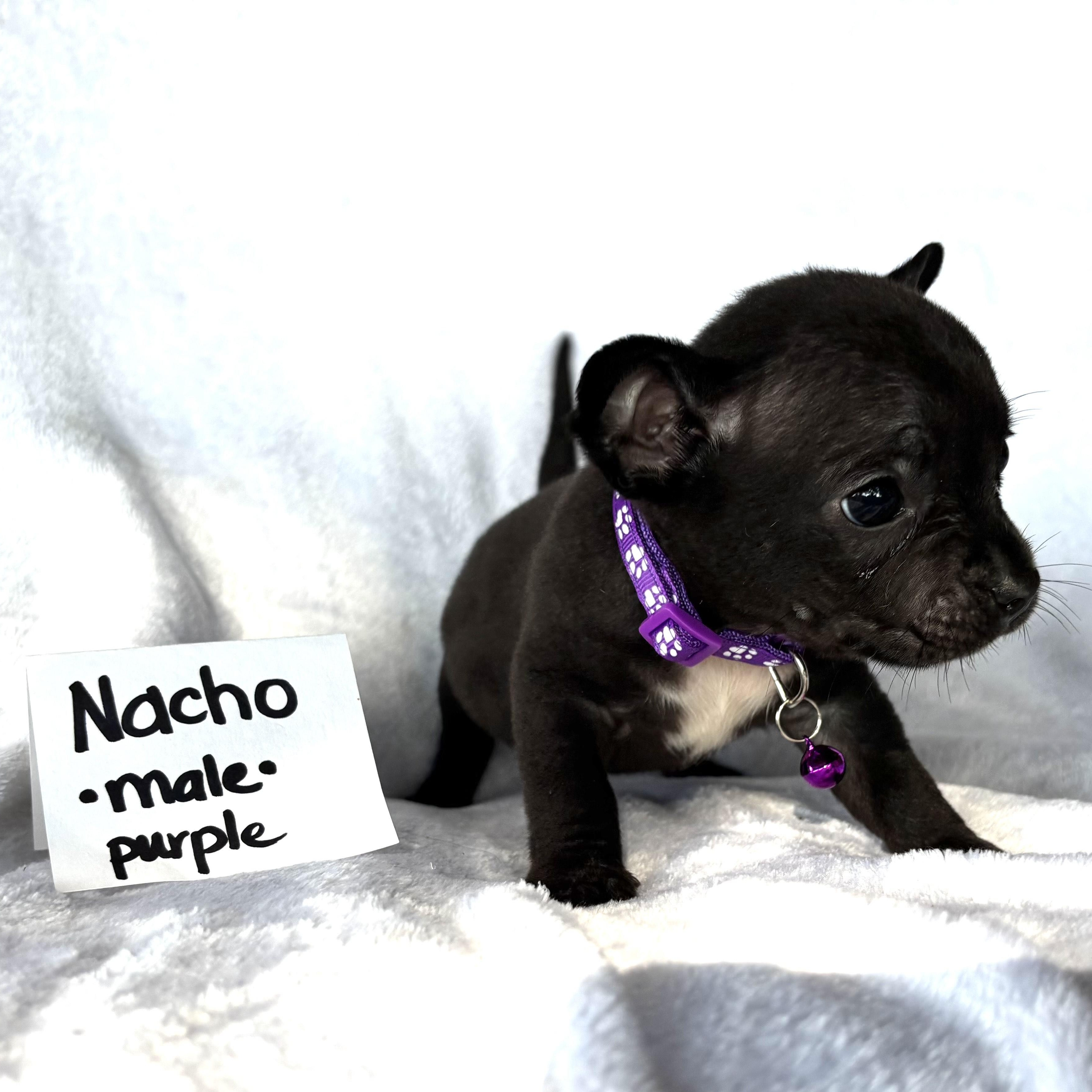 Enlarge Nacho, an adopted mixed breed in Houston, TX image 2/3