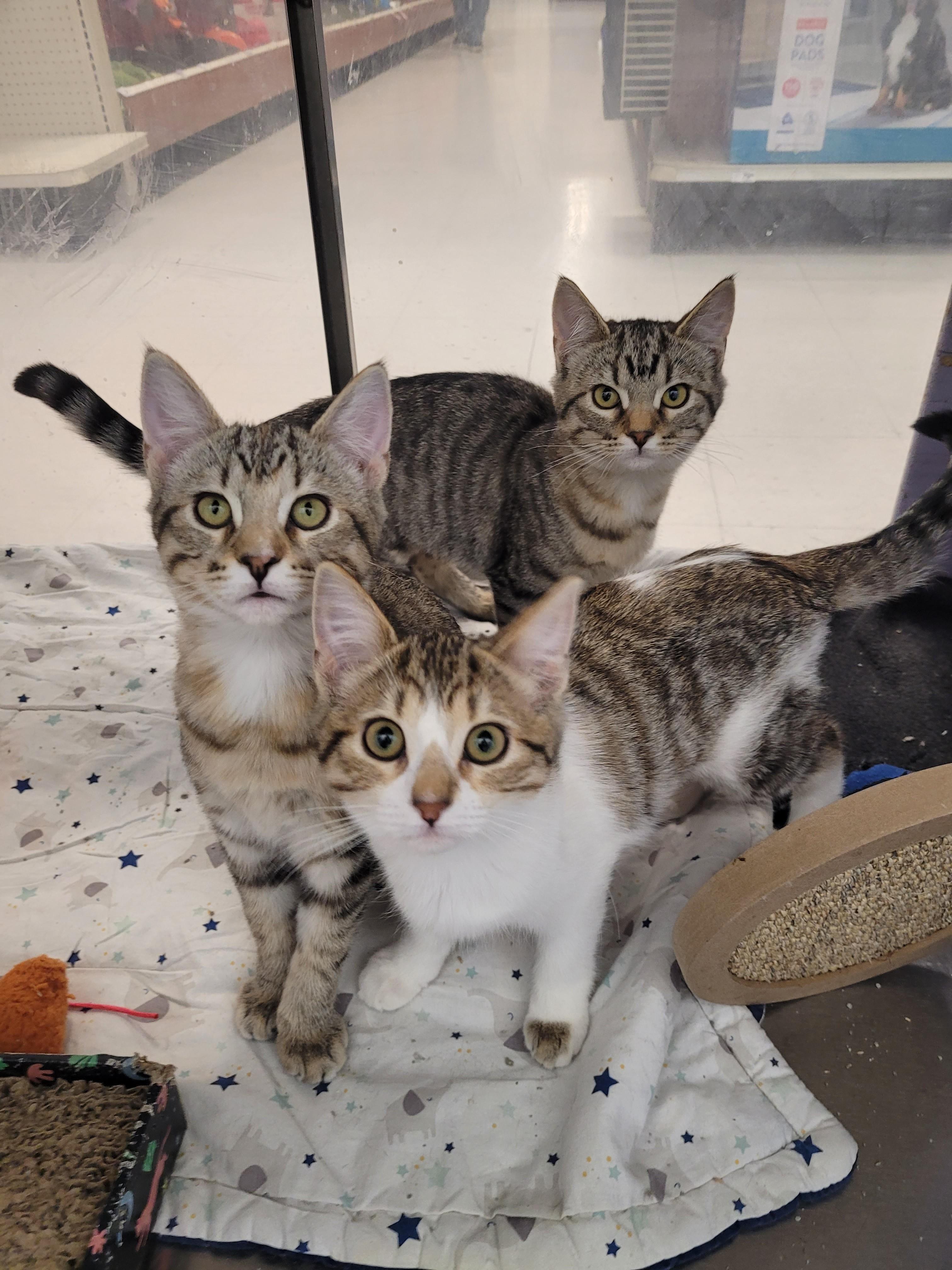 Enlarge Jada, a Adopted Tabby in Millville, UT image 3/3