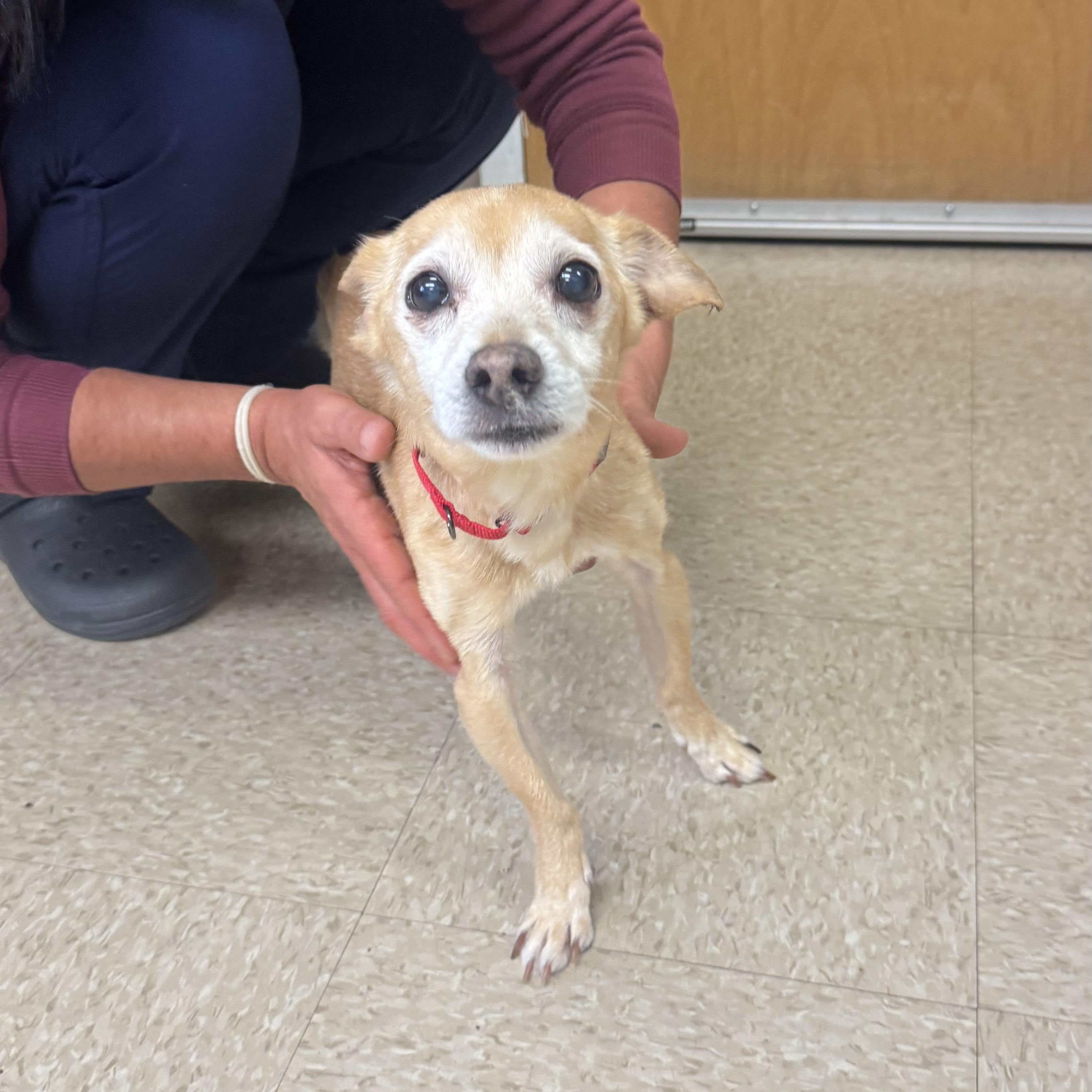 Enlarge Chip, a ADOPTABLE Chihuahua in Fall River, MA image 3/5