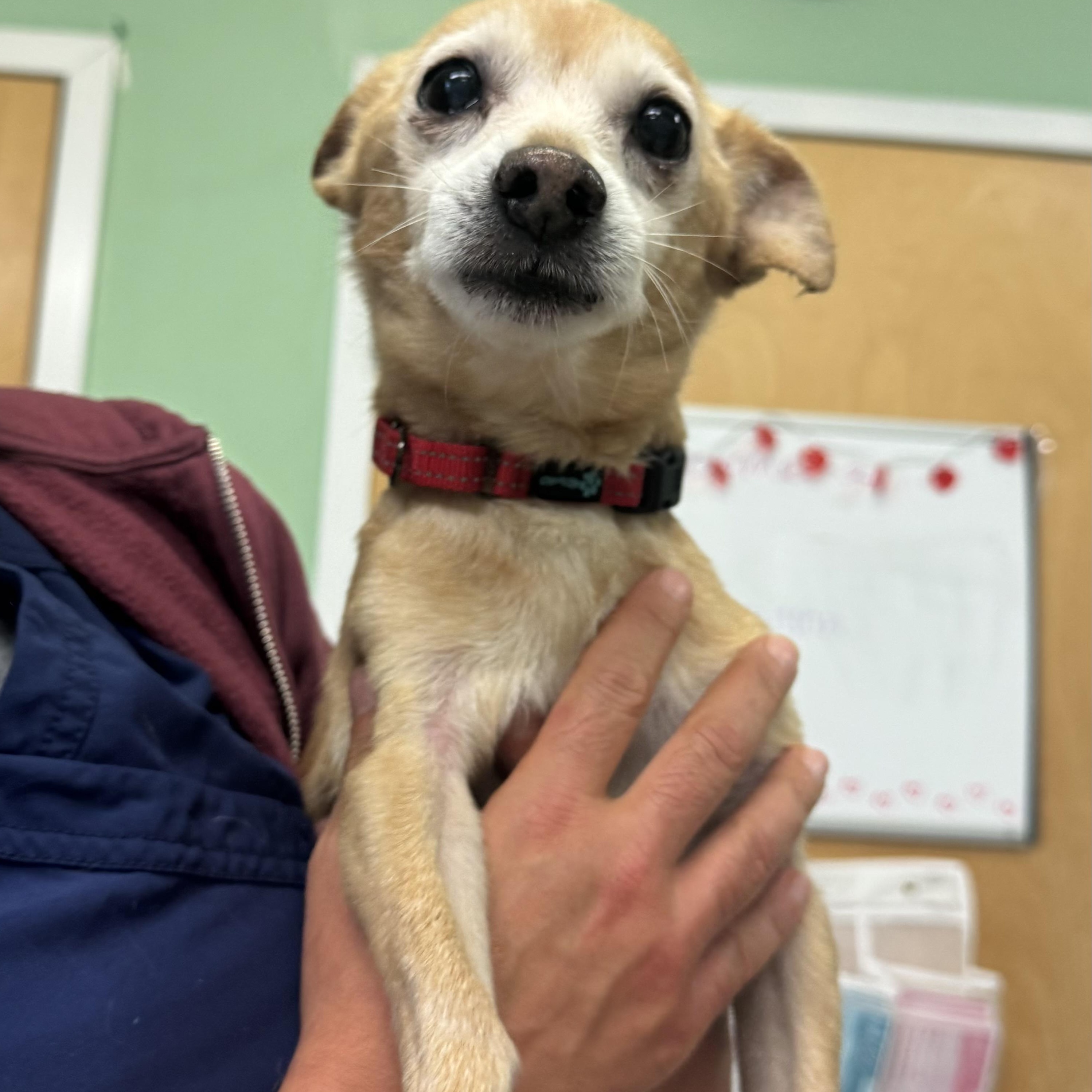 Enlarge Chip, a ADOPTABLE Chihuahua in Fall River, MA image 5/5