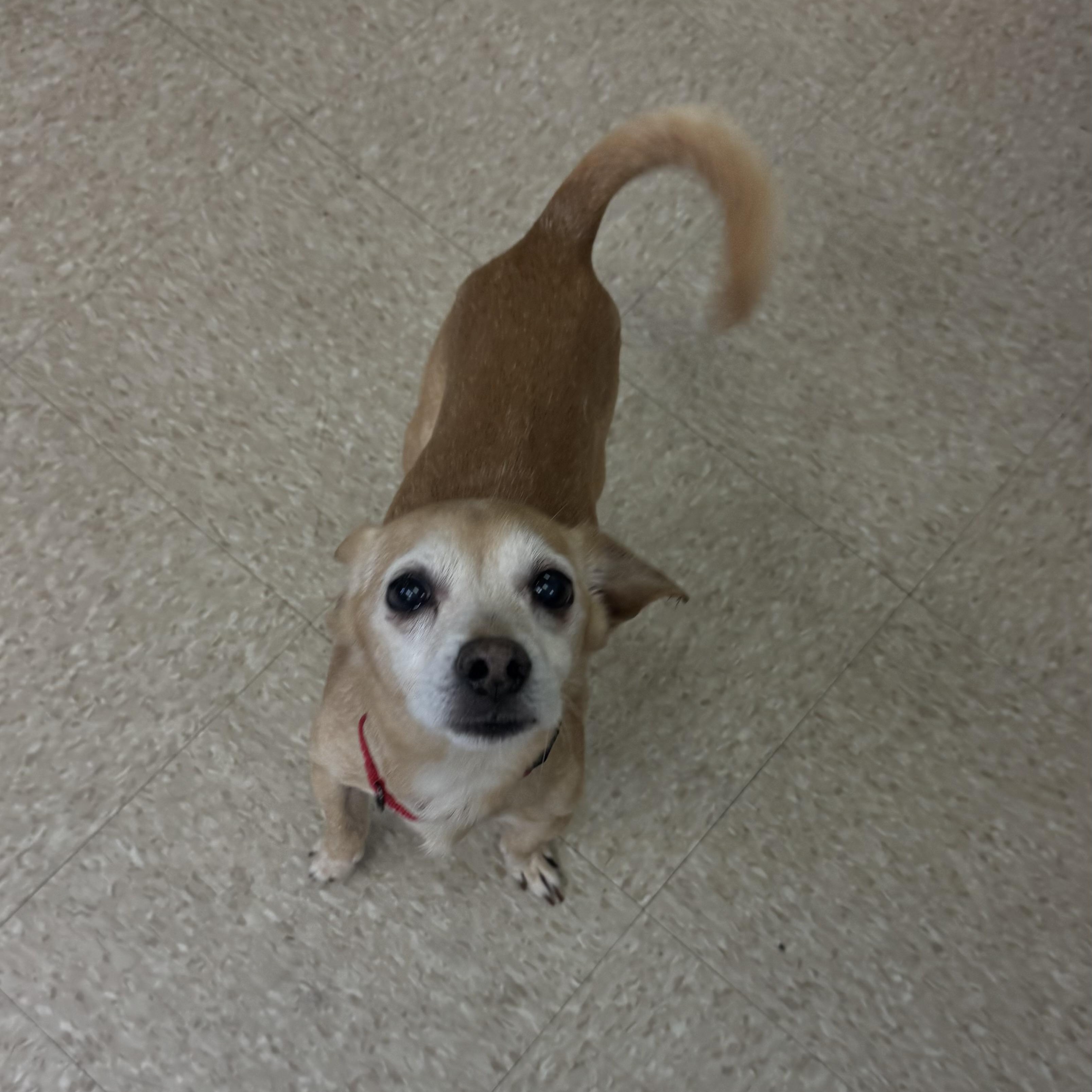 Chip, ADOPTABLE, Senior Male Chihuahua.