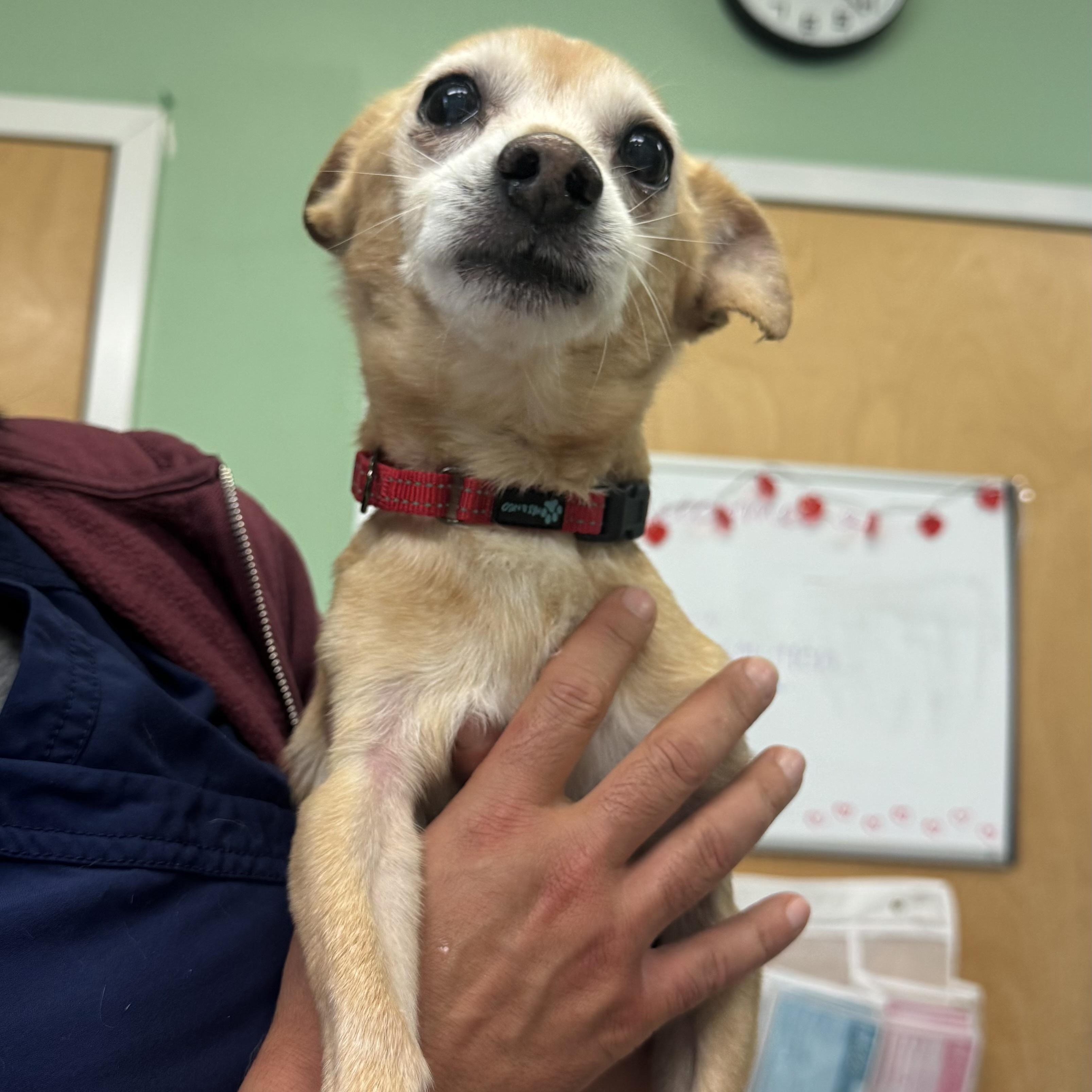 Enlarge Chip, a ADOPTABLE Chihuahua in Fall River, MA image 4/5