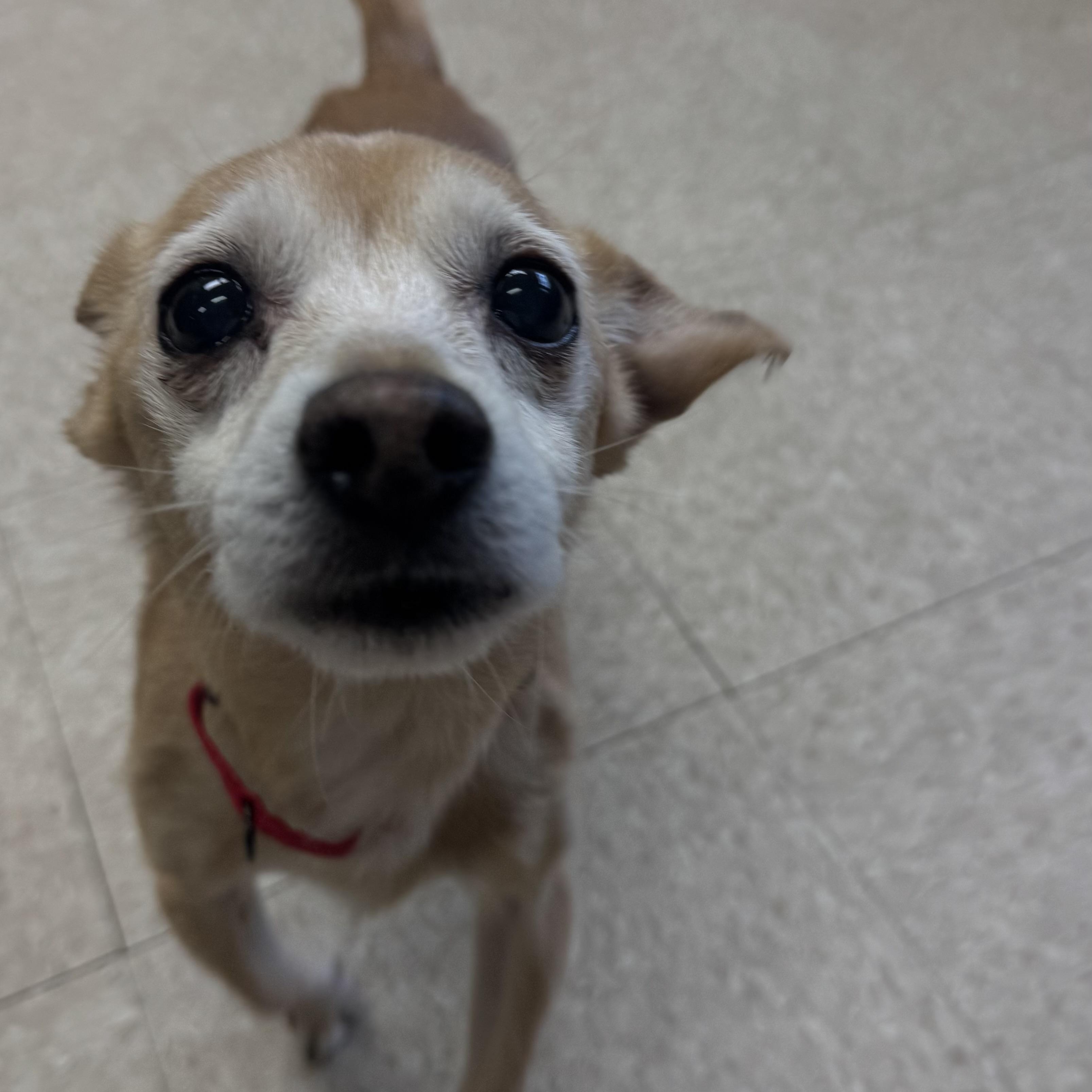 Enlarge Chip, a ADOPTABLE Chihuahua in Fall River, MA image 2/5