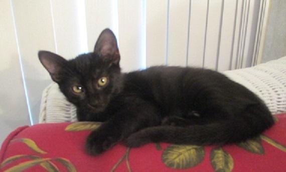 Poppy, Adoptable, Young Male Domestic Short Hair.