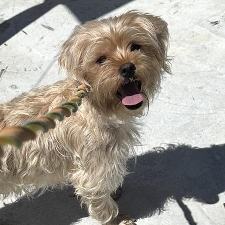 Enlarge ETHEL (out of town), an adopted mixed breed in New York, NY image 1/5