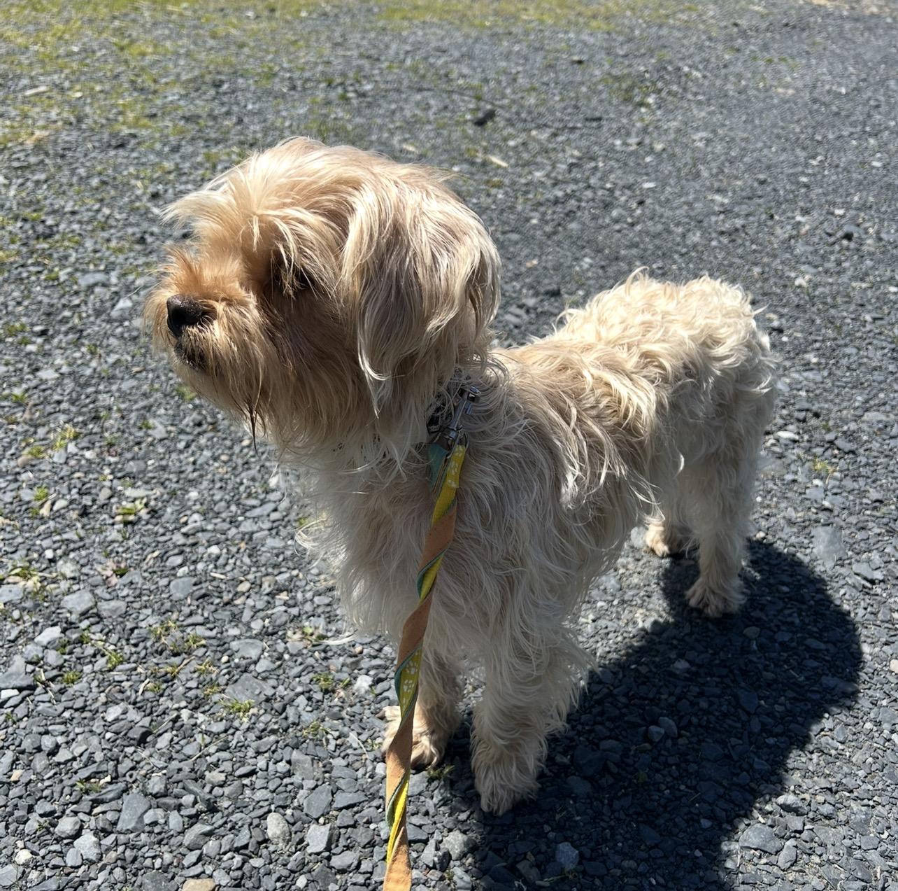 Enlarge ETHEL (out of town), an adopted mixed breed in New York, NY image 3/5