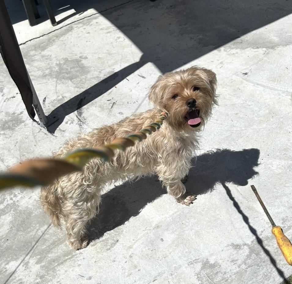 Enlarge ETHEL (out of town), an adopted mixed breed in New York, NY image 4/5