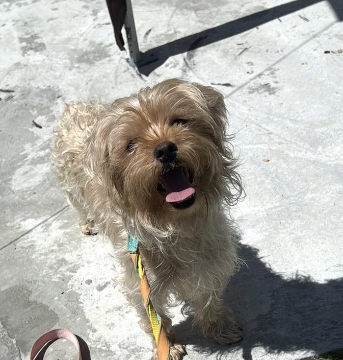 Enlarge ETHEL (out of town), an adopted mixed breed in New York, NY image 2/5