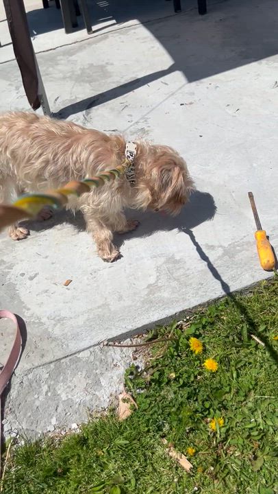 Enlarge ETHEL (out of town), an adopted mixed breed in New York, NY video 5/5