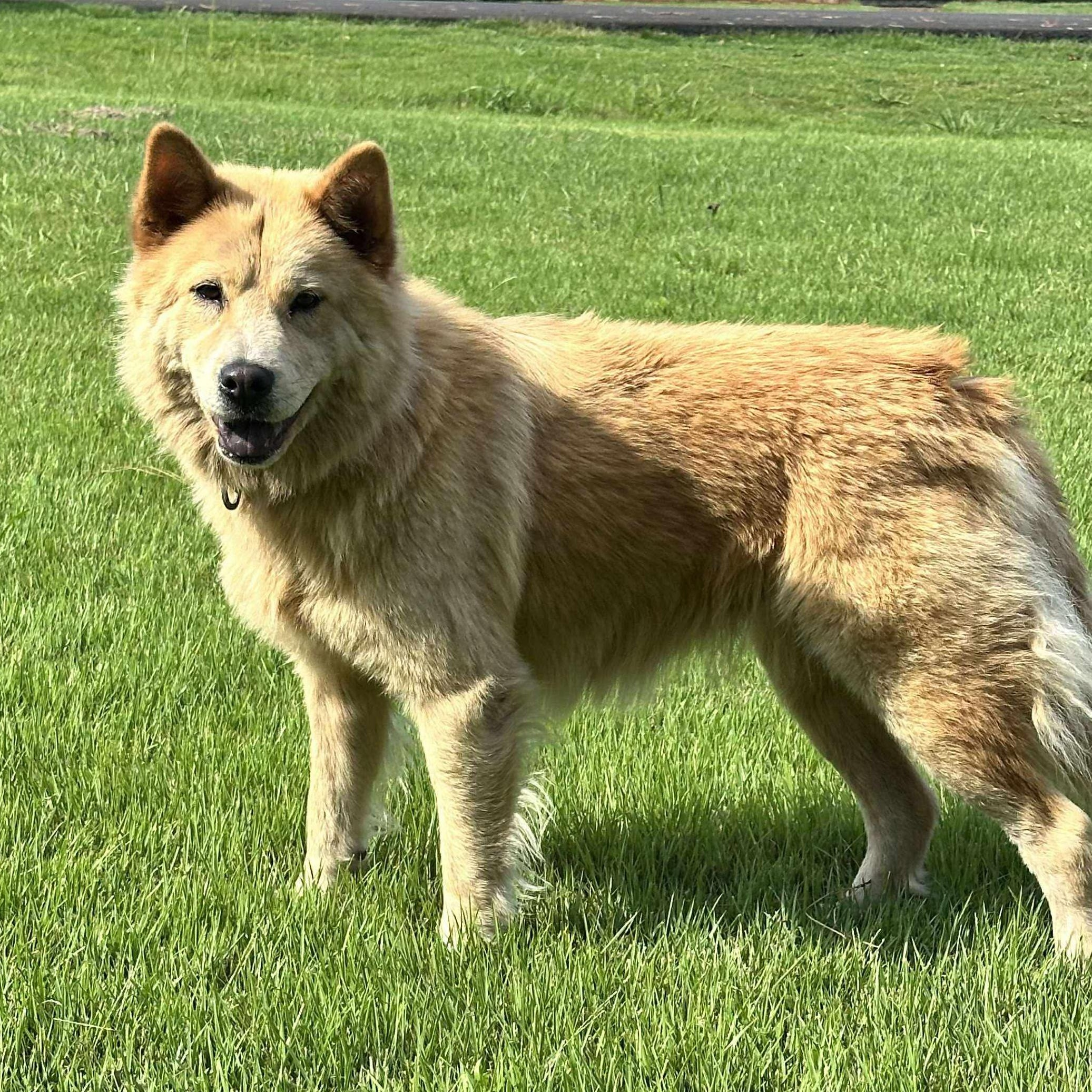 Enlarge Marley, a Adoptable mixed breed in Hopkinton, MA image 4/6