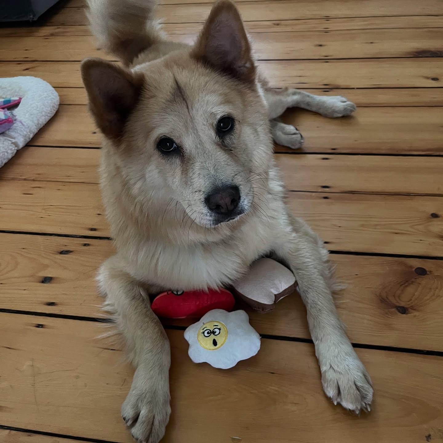 Enlarge Marley, a Adoptable mixed breed in Hopkinton, MA image 6/6