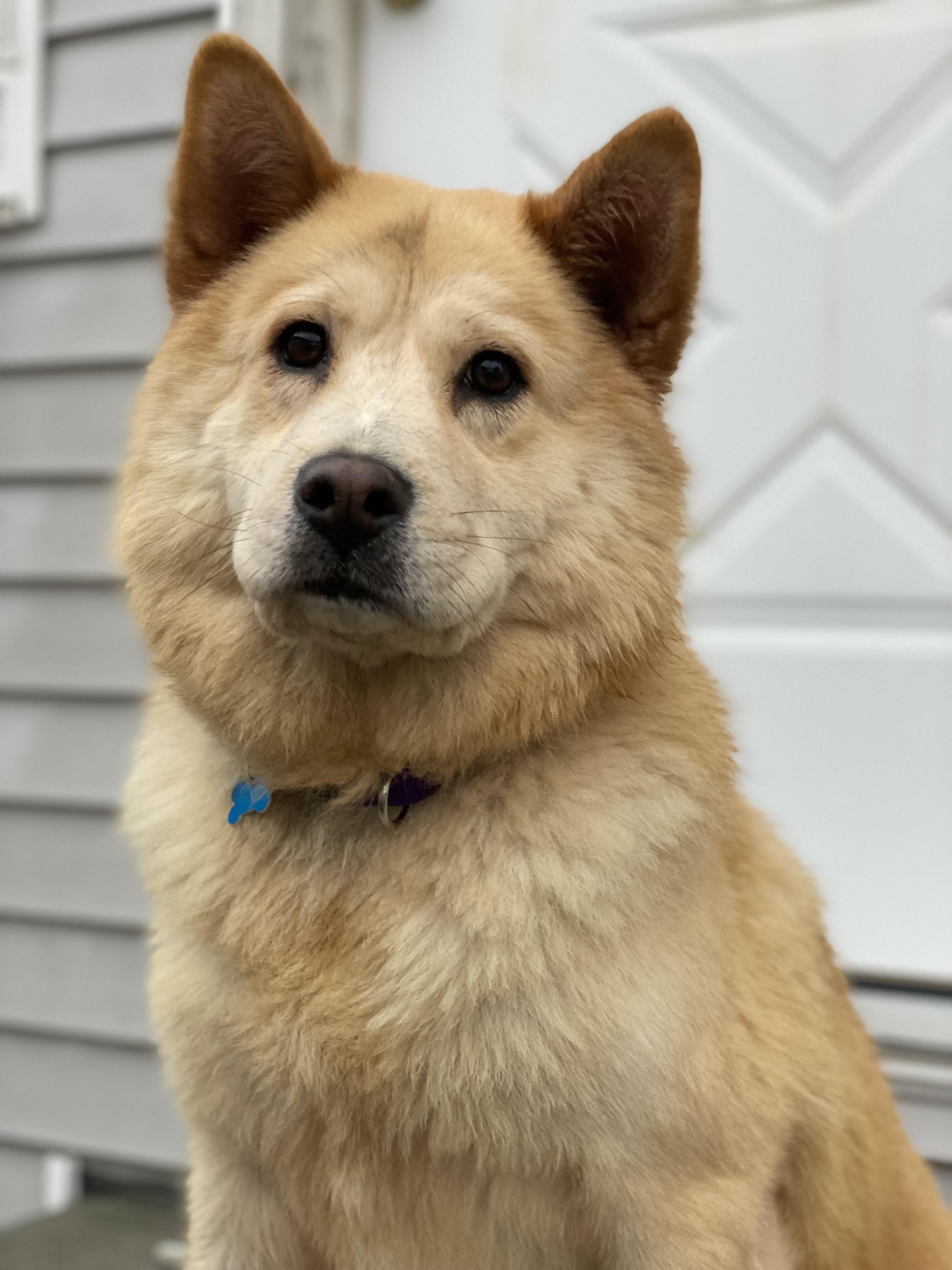 Enlarge Marley, a Adoptable mixed breed in Hopkinton, MA image 2/6