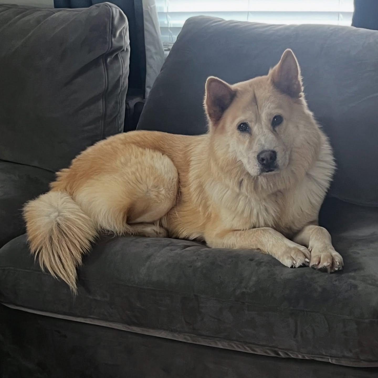 Enlarge Marley, a Adoptable mixed breed in Hopkinton, MA image 3/6