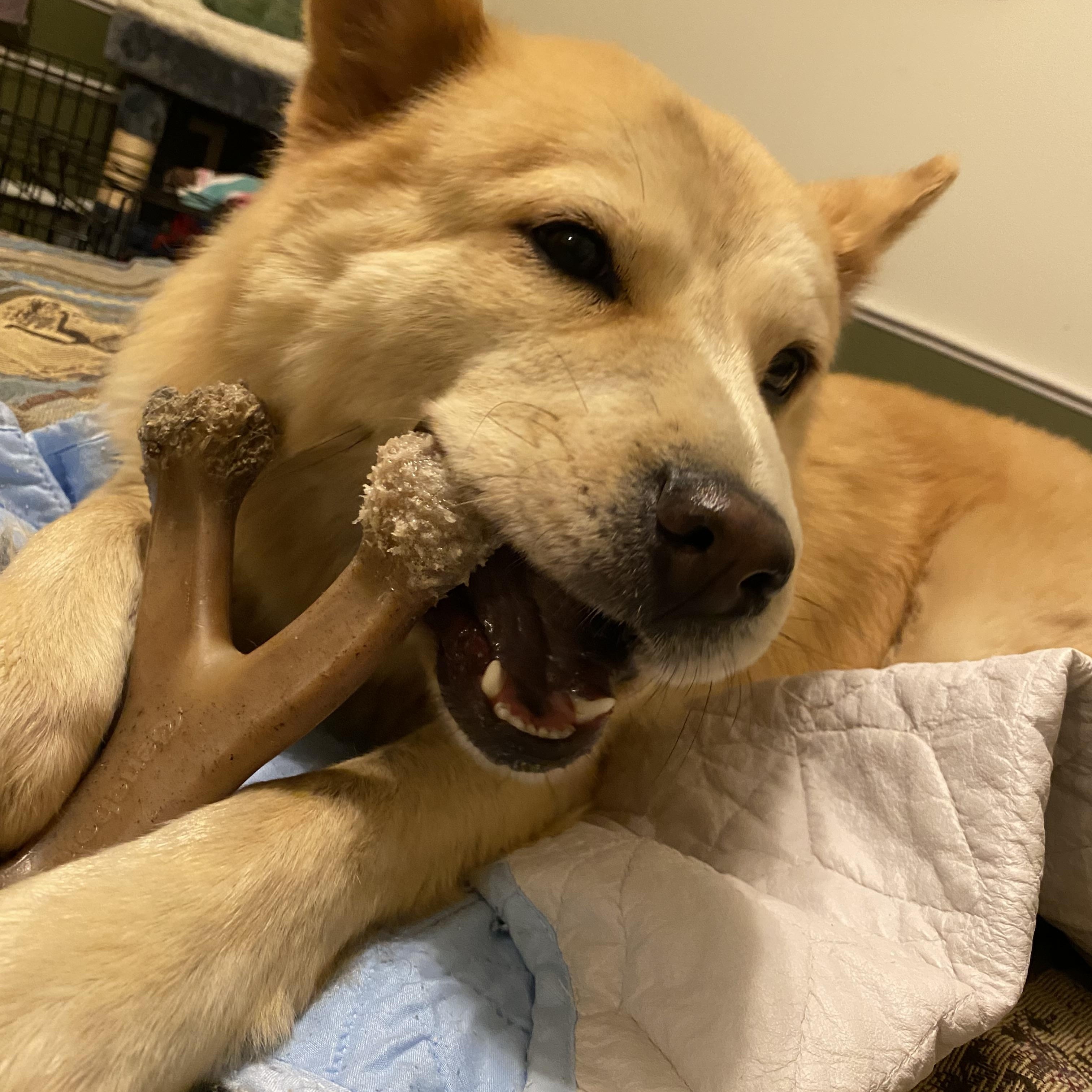 Enlarge Marley, a Adoptable mixed breed in Hopkinton, MA image 5/6