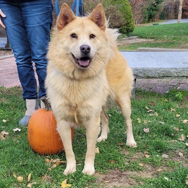 Enlarge Marley, a Adoptable mixed breed in Hopkinton, MA image 3/6