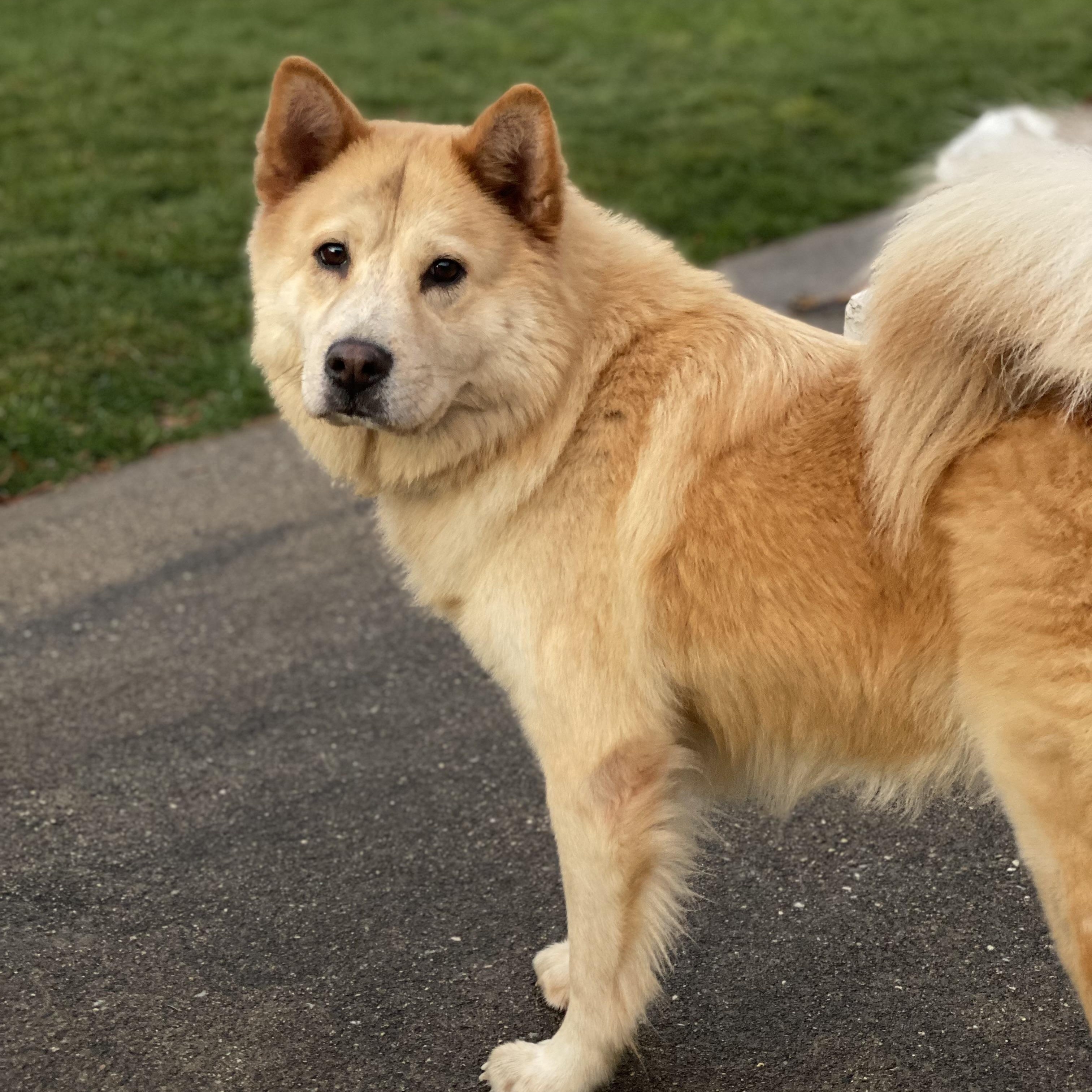 Enlarge Marley, a Adoptable mixed breed in Hopkinton, MA image 1/6