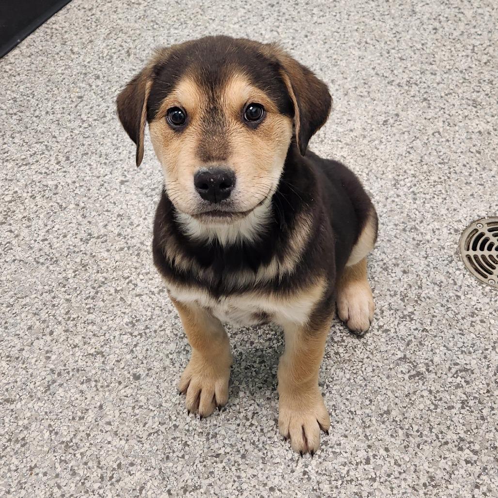 Enlarge Romeo, a Adoptable mixed breed in Saskatoon, SK image 1/1