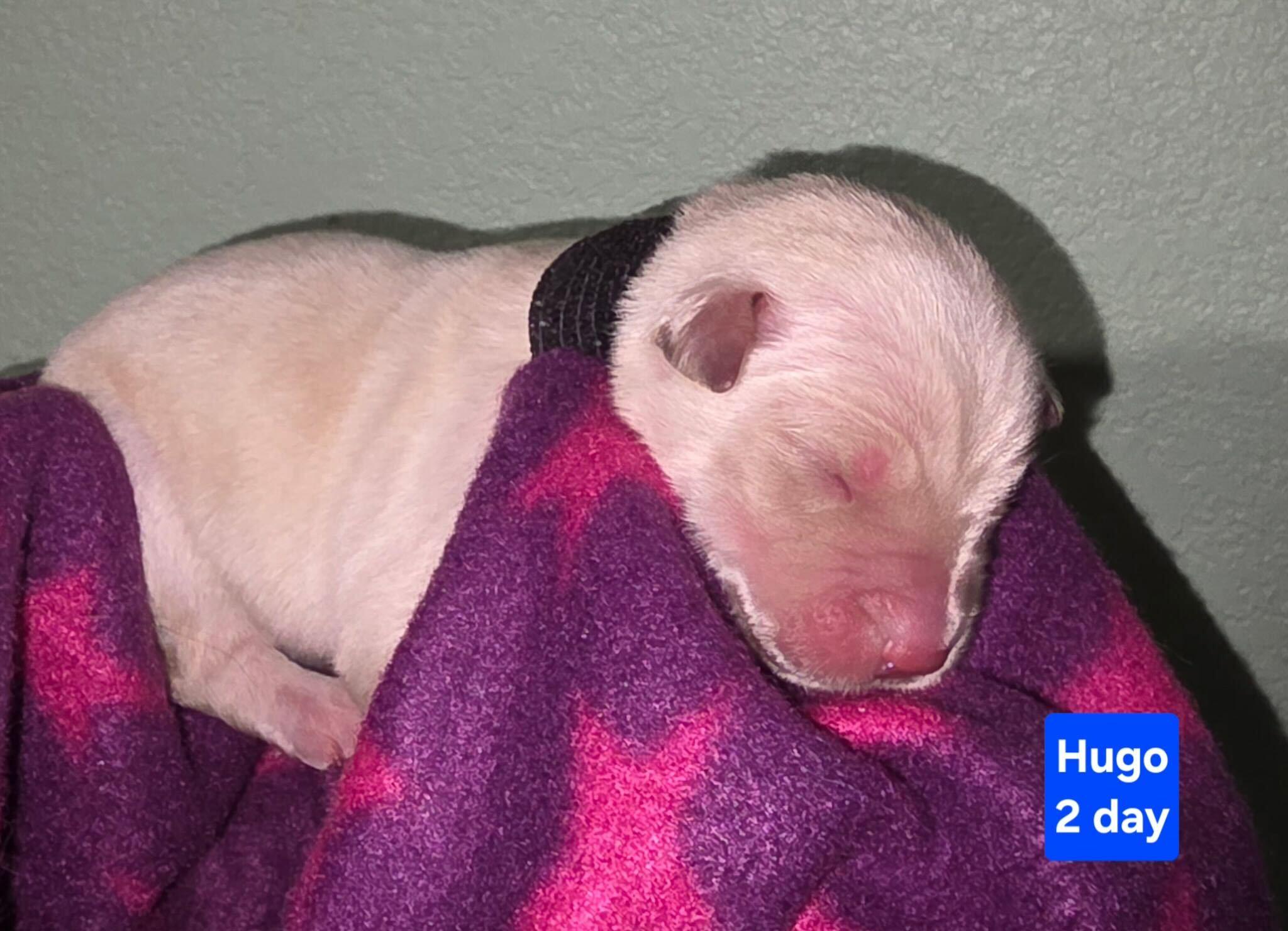 Enlarge Hugo, a Adoptable mixed breed in Cottonwood Heights, UT image 2/2