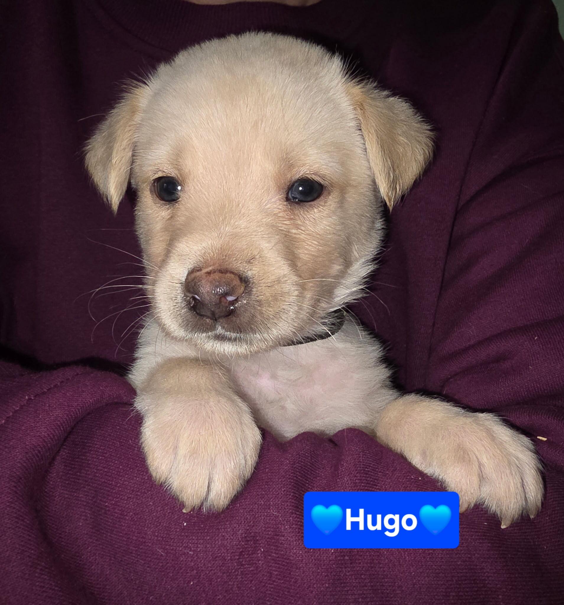 Enlarge Hugo, a Adoptable mixed breed in Cottonwood Heights, UT image 3/4