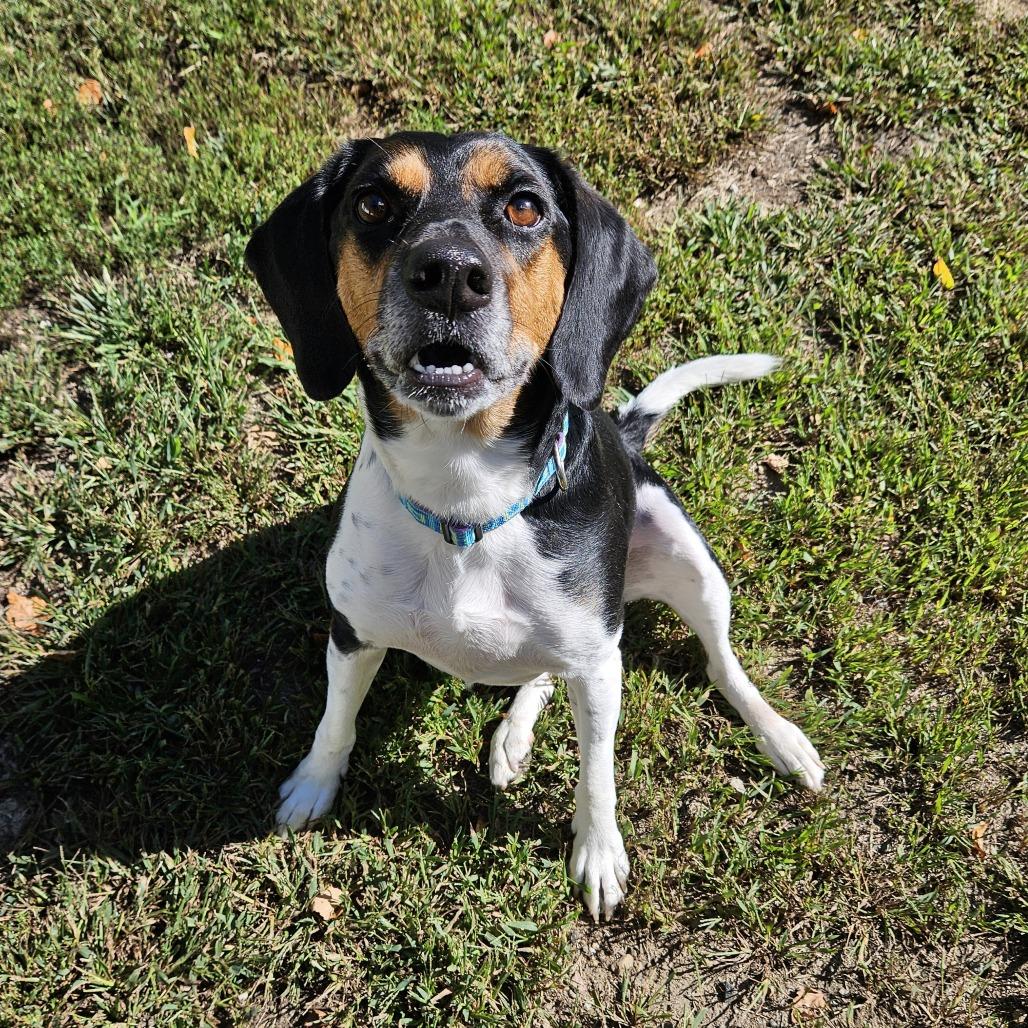 Enlarge Pazzo, a Adoptable Hound in Concord, NH image 1/6