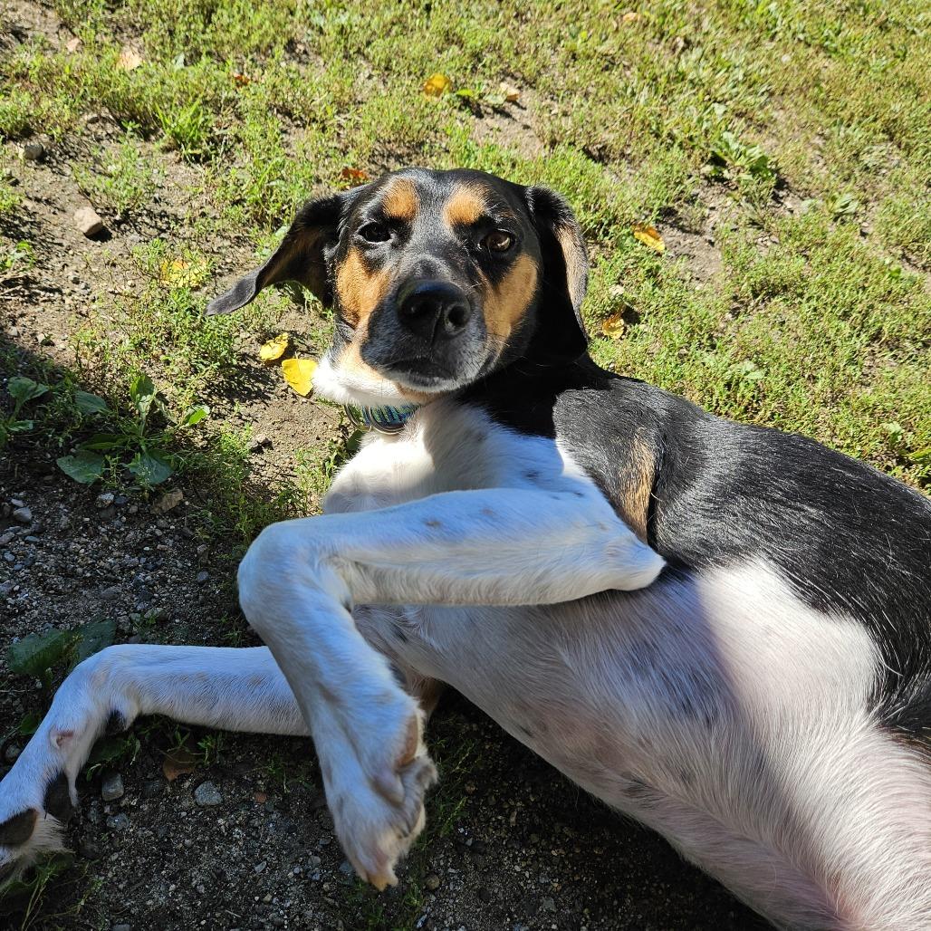 Enlarge Pazzo, a Adoptable Hound in Concord, NH image 2/6