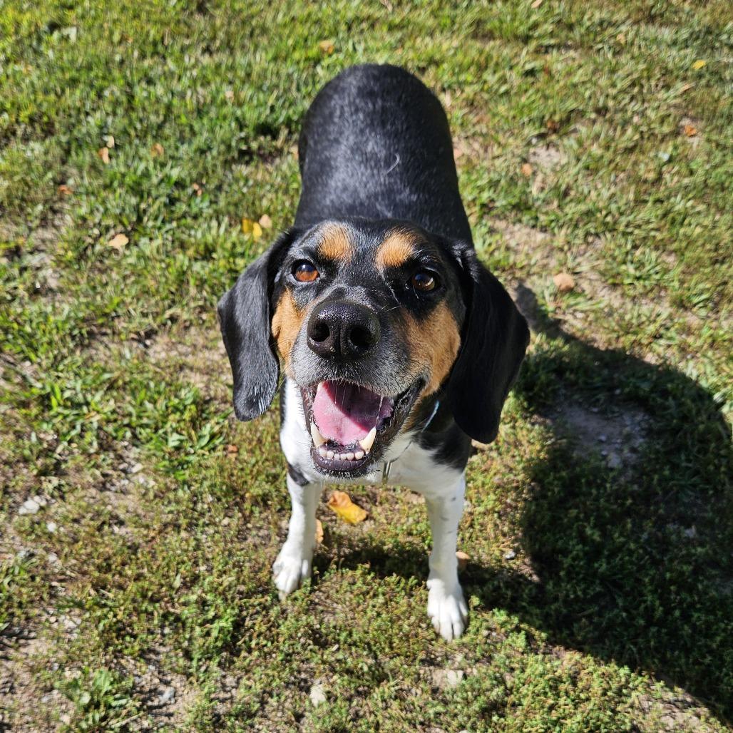 Enlarge Pazzo, a Adoptable Hound in Concord, NH image 3/6