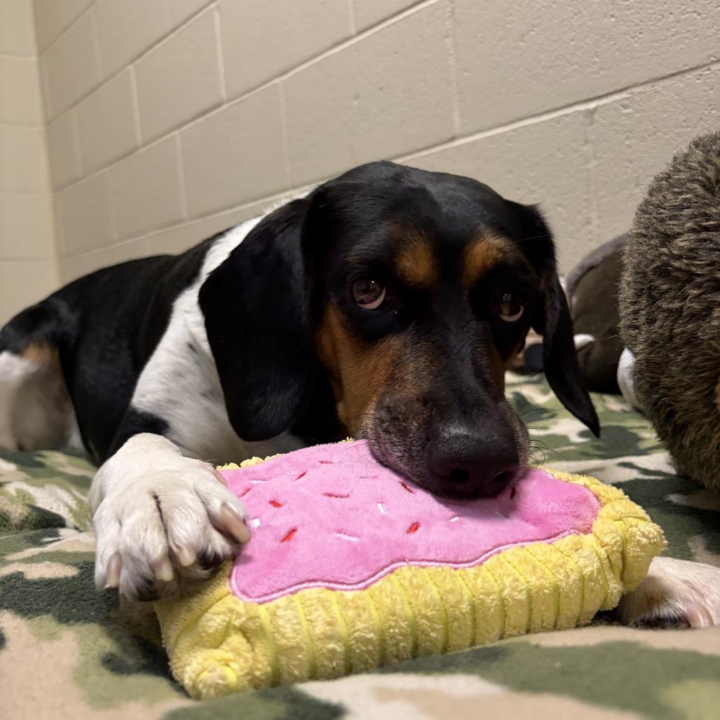 Enlarge Pazzo, a Adoptable Hound in Concord, NH image 4/6