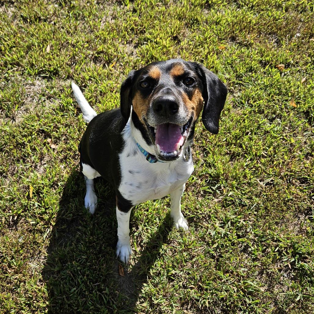 Enlarge Pazzo, a Adoptable Hound in Concord, NH image 5/6