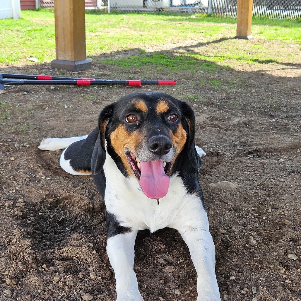 Pazzo, Adoptable, Adult Male Hound.
