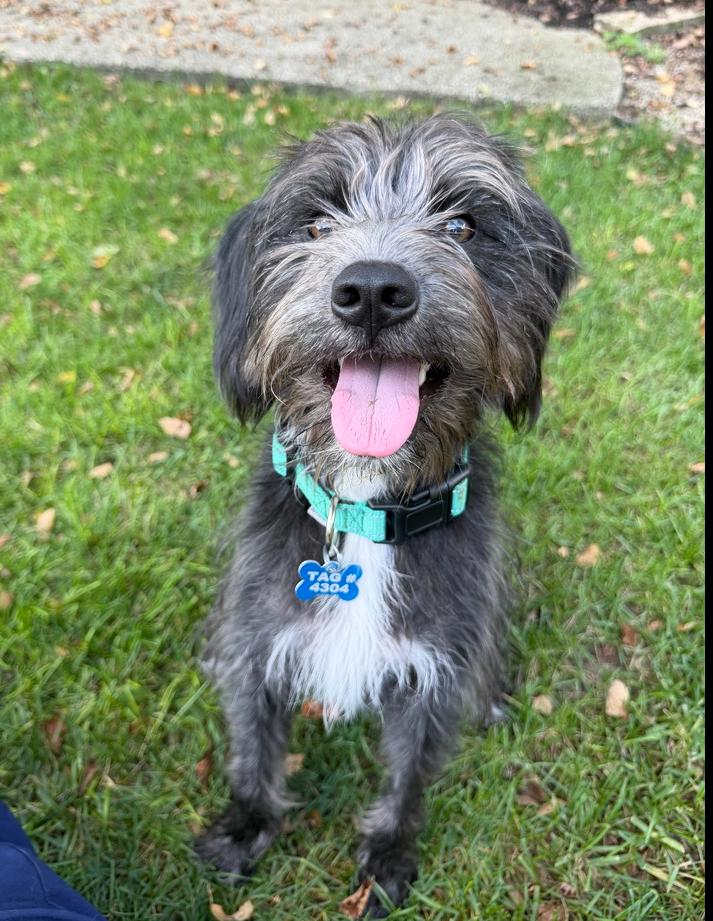 Merle, Adoptable, Young Male Schnauzer & Beagle.
