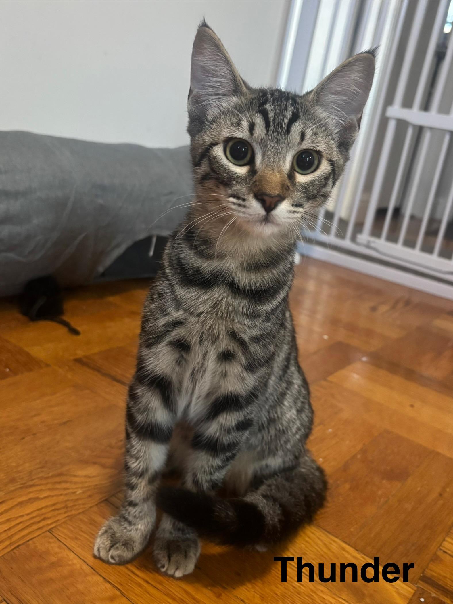 Enlarge Windy & Thunder (bonded pair), an adopted Domestic Short Hair in Redwood City, CA image 3/6