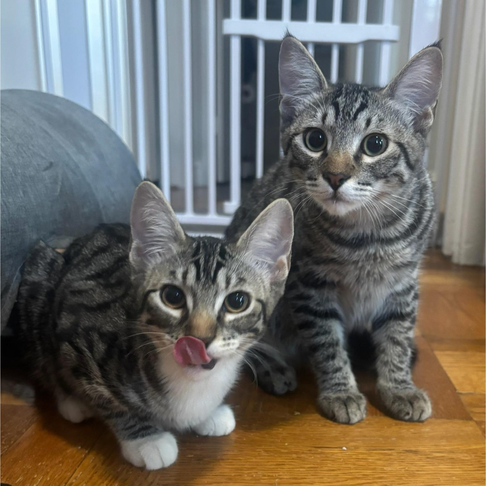 Windy & Thunder (bonded pair), adopted, Young Female Domestic Short Hair.
