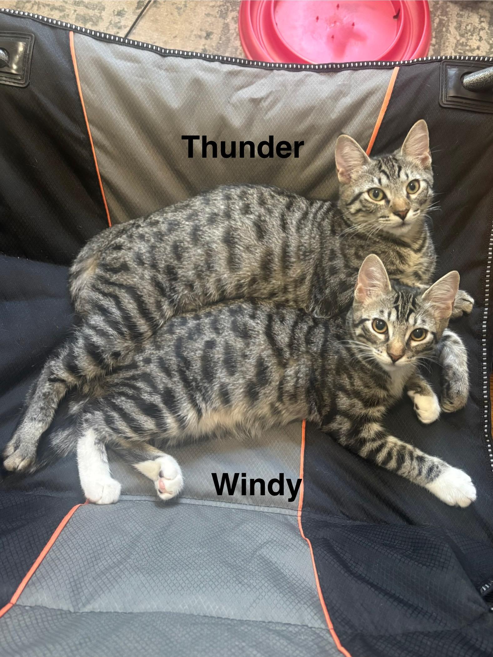 Enlarge Windy & Thunder (bonded pair), an adopted Domestic Short Hair in Redwood City, CA image 4/6